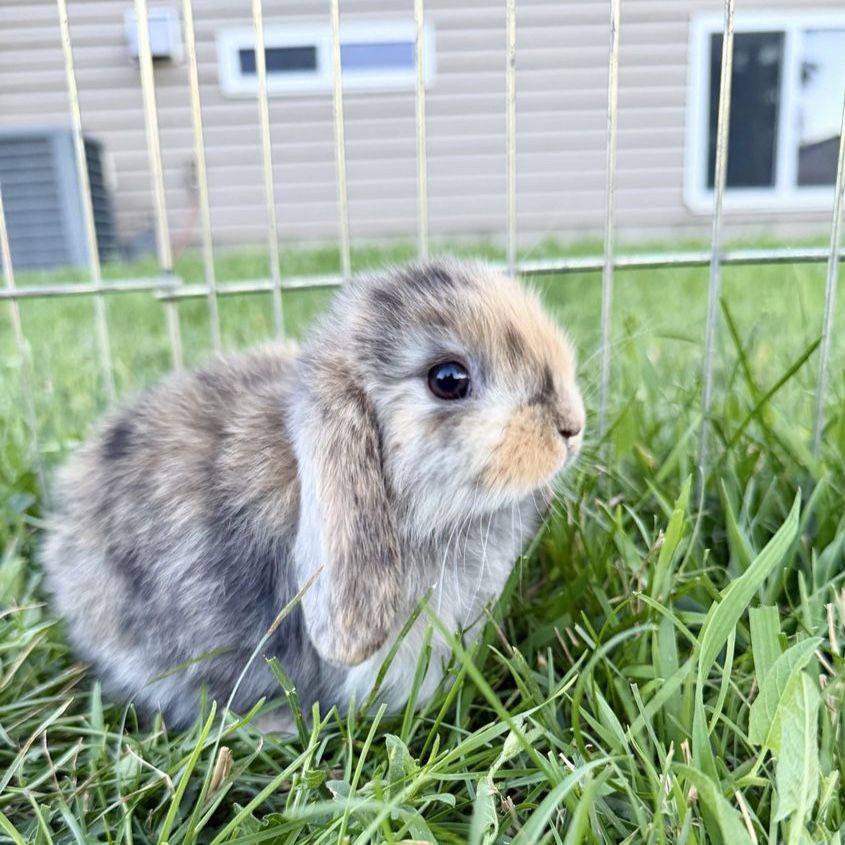 Holland Lop Buck