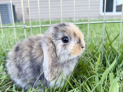 Holland Lop Buck