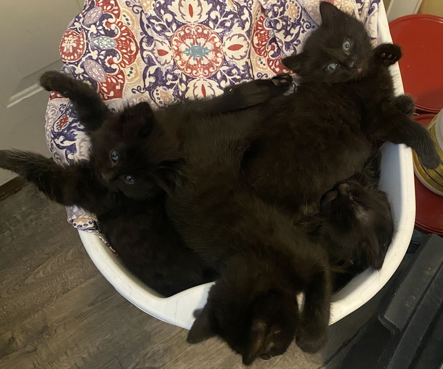 Beautiful black kittens for sale!