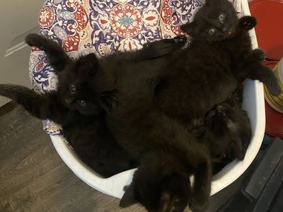 Beautiful black kittens for sale!