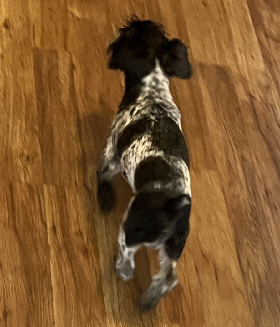 AKC miniature schnauzer for stud