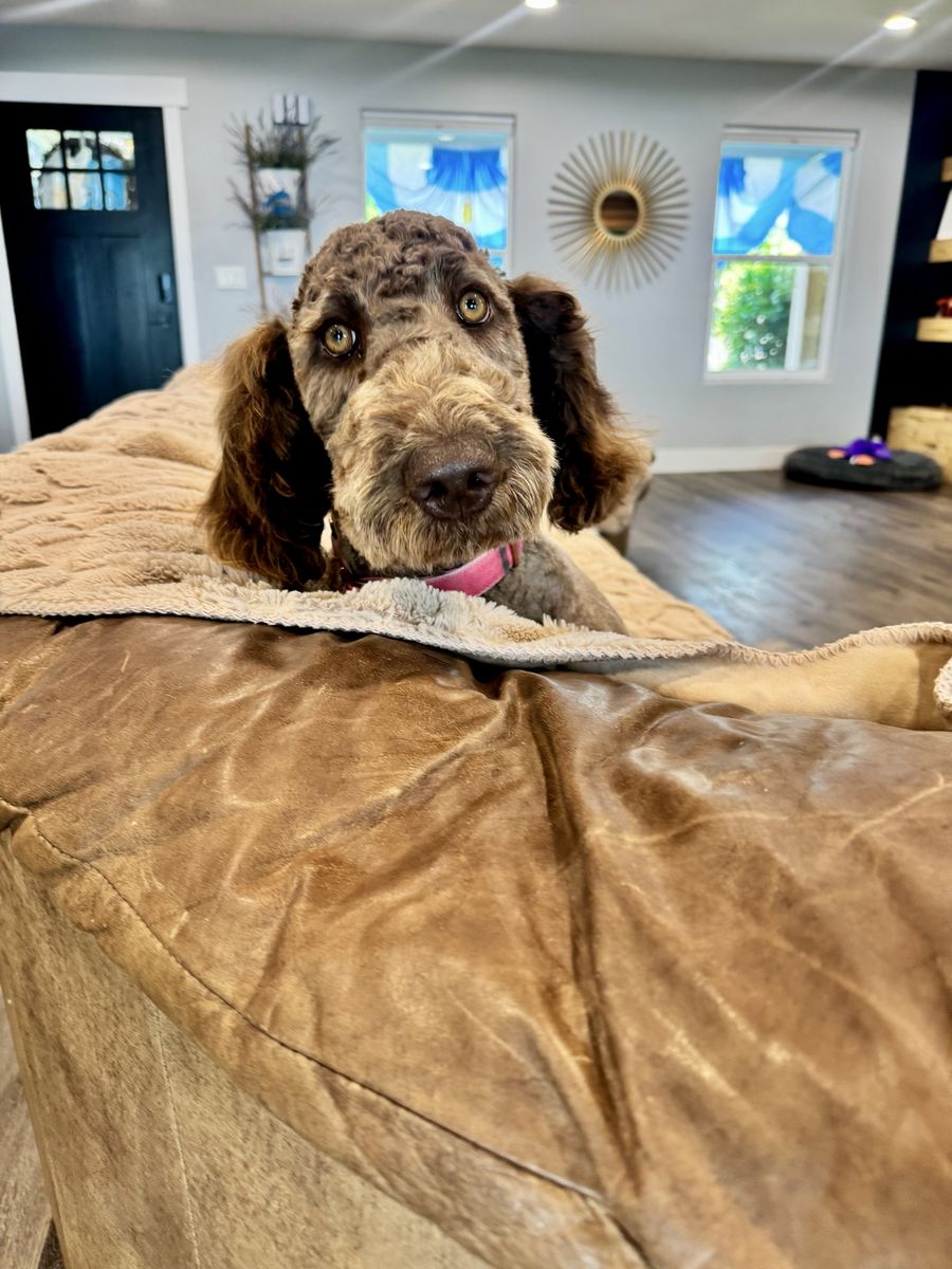 PENNY 9 month, 3/4 Poodle 1/4 retriever