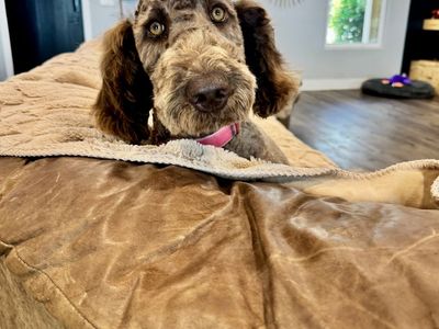 PENNY 9 month, 3/4 Poodle 1/4 retriever