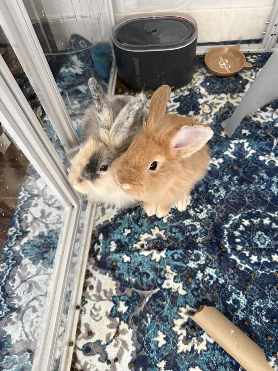 2 Male Rabbits Looking For New Home