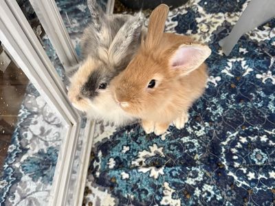 2 Male Rabbits Looking For New Home