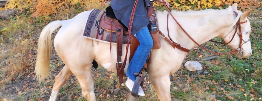 Peptoboonsmal, high brow cat gelding