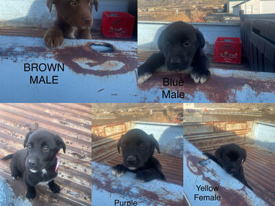 Aussie Lab Puppies