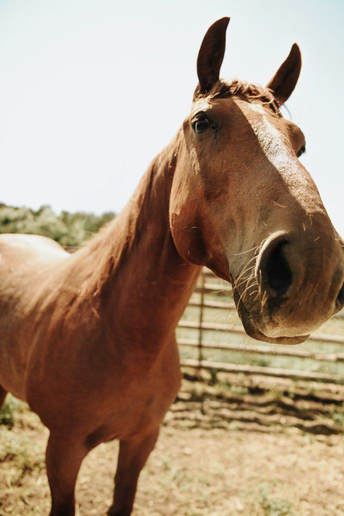 10 y/o grade gelding