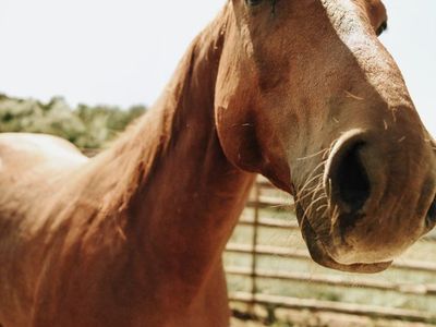 10 y/o grade gelding