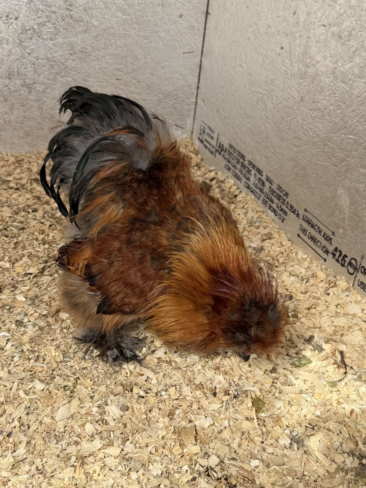 Partridge Silkie Cockerel