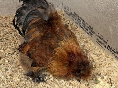 Partridge Silkie Cockerel