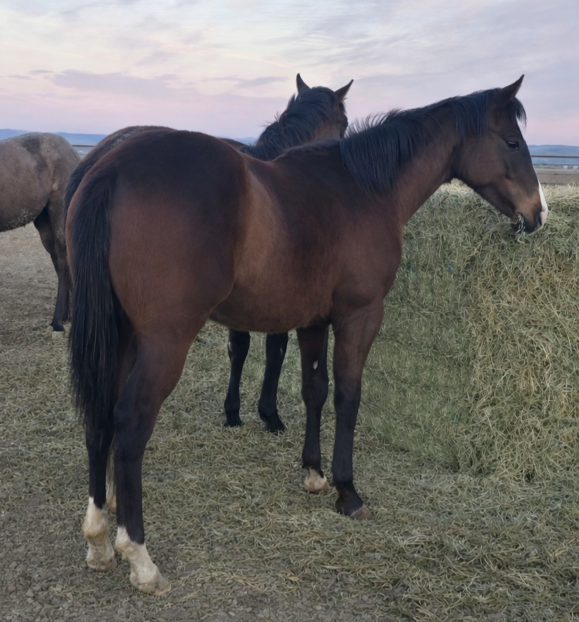 2025 Big Solid Colt by a son of G3 Stakes Winner Pappasito, out of a proven G3 Stakes winning producing mare!