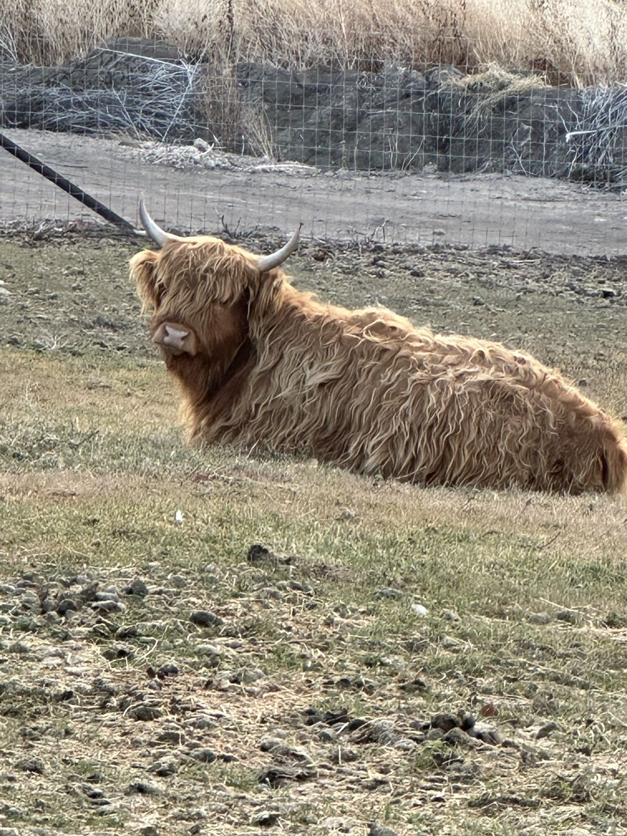 Registered highland cow
