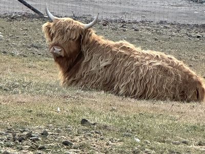 Registered highland cow
