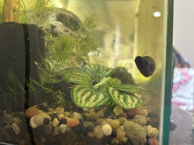 aquarium clean up crew (ramshorn snails)