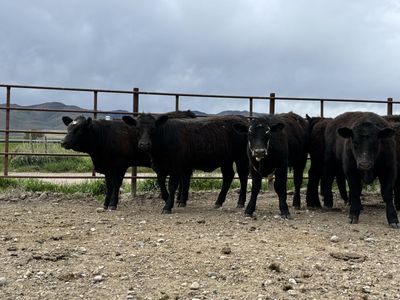 Sim Angus replacement heifers