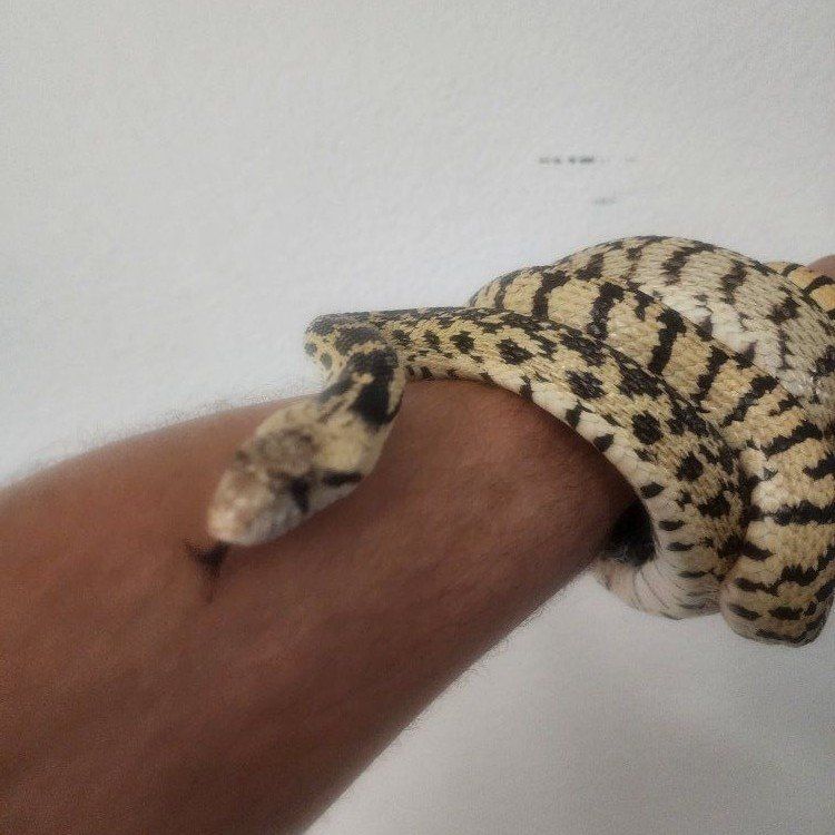 Gopher Snake for Sale