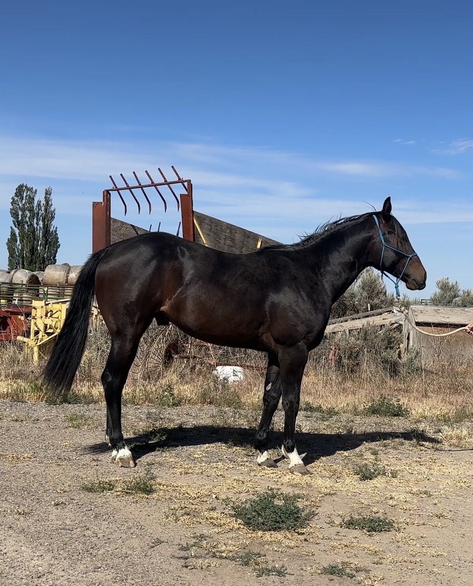 2 yr old colt … 2 different buying options
