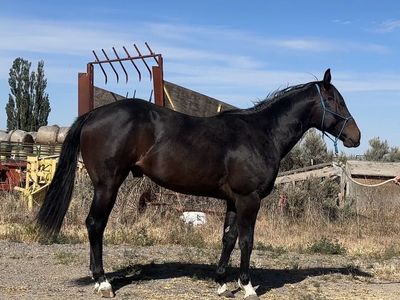 2 yr old colt … 2 different buying options