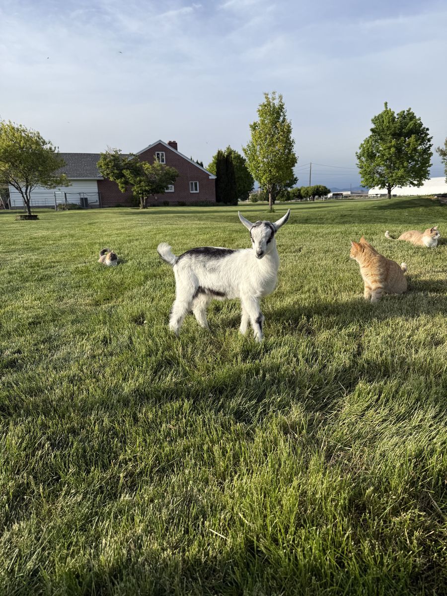 French Alpine Goat Buckling Prospect