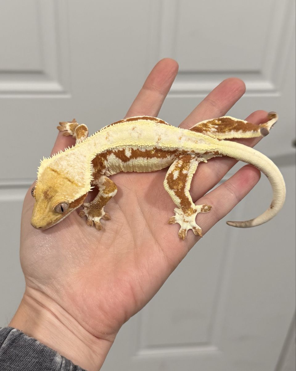 Red Lilly White Female - Proven