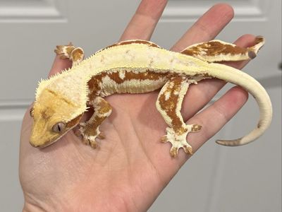 Red Lilly White Female - Proven