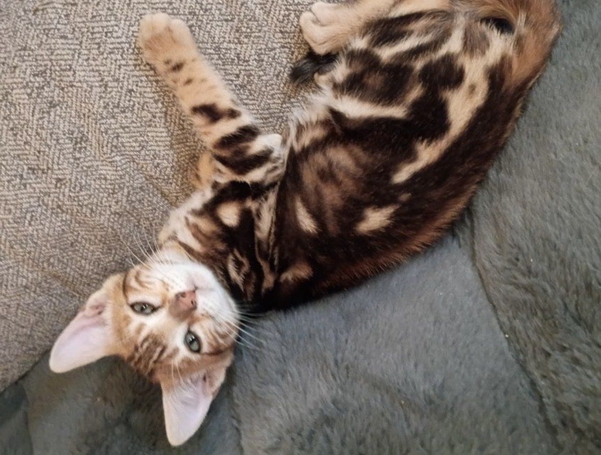 Bengal kittens