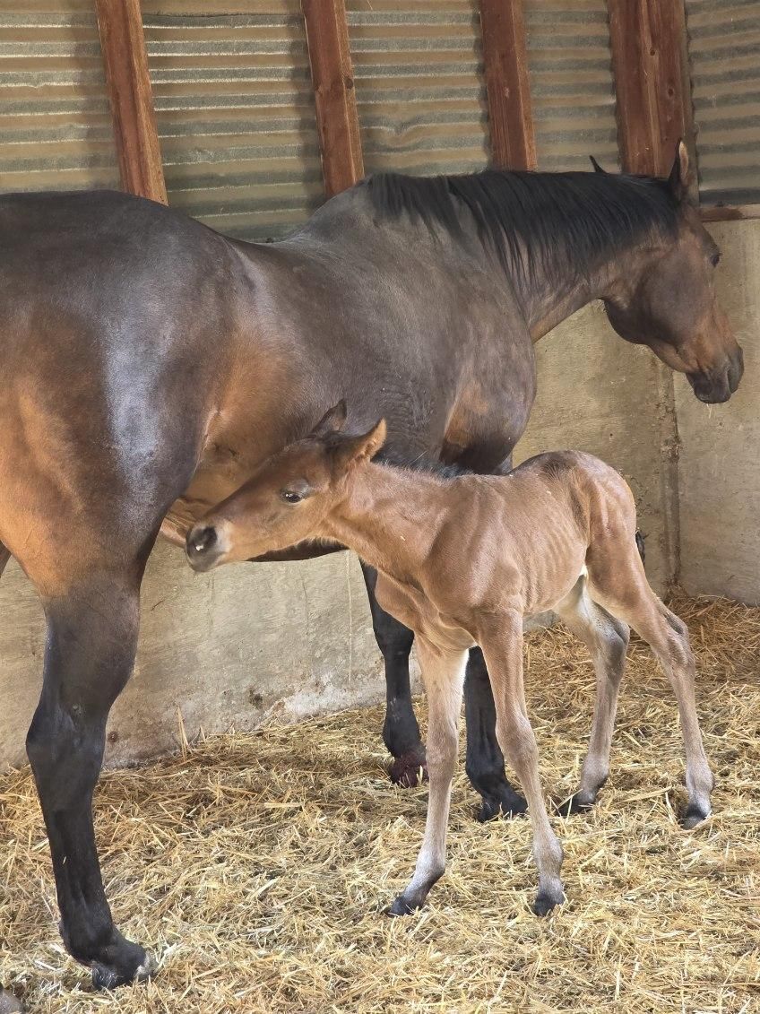 Bay Stud Colt AQHA