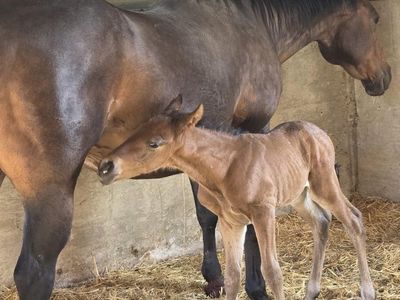 Bay Stud Colt AQHA
