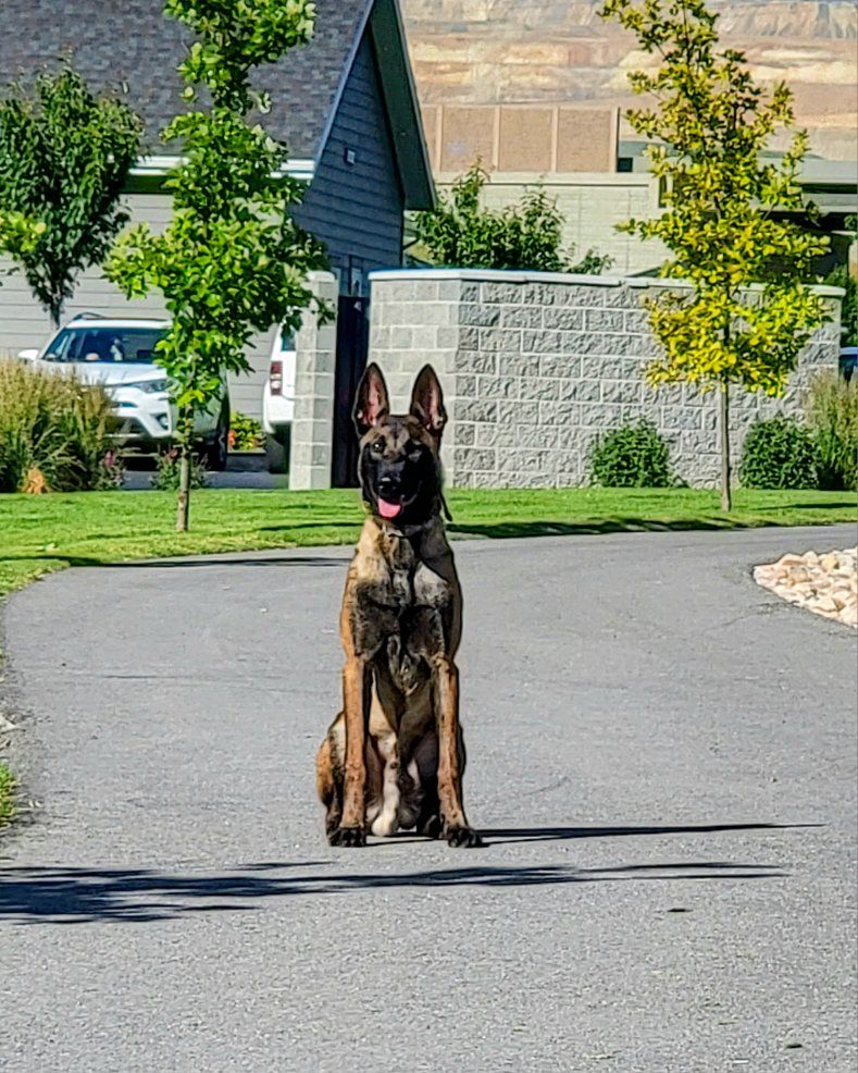 4 1/2 year old belgian mallinois