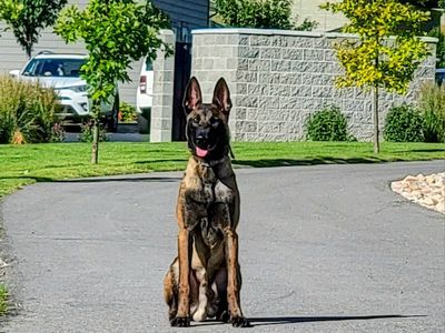 4 1/2 year old belgian mallinois