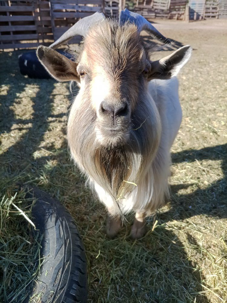 Pygmy Goat Billy