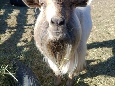 Pygmy Goat Billy