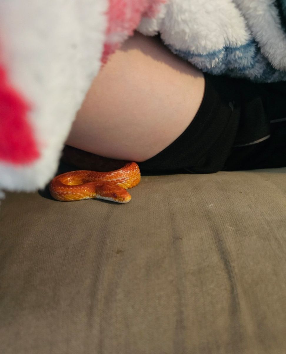 VERY SWEET Male- albino Corn snake + full setup