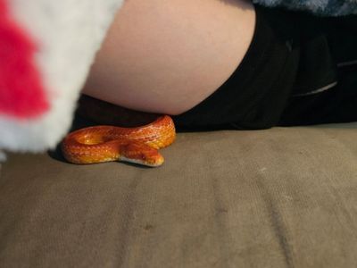 VERY SWEET Male- albino Corn snake + full setup