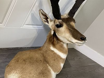 Huge Pronghorn Shoulder Mount! Best Offer