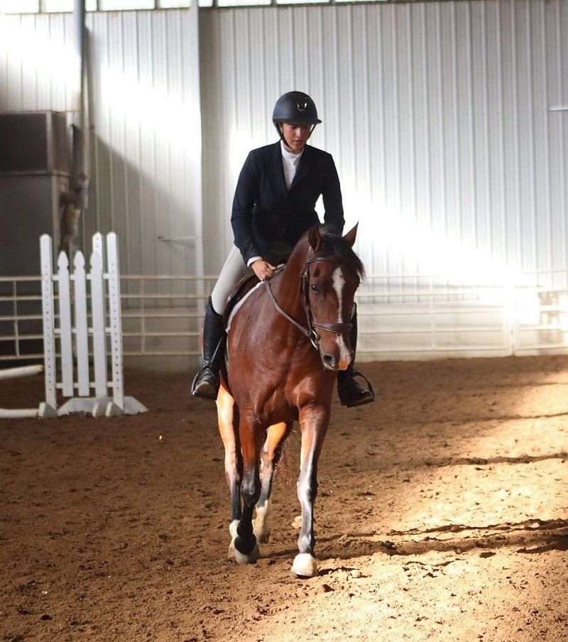 Bay Andalusian Mare