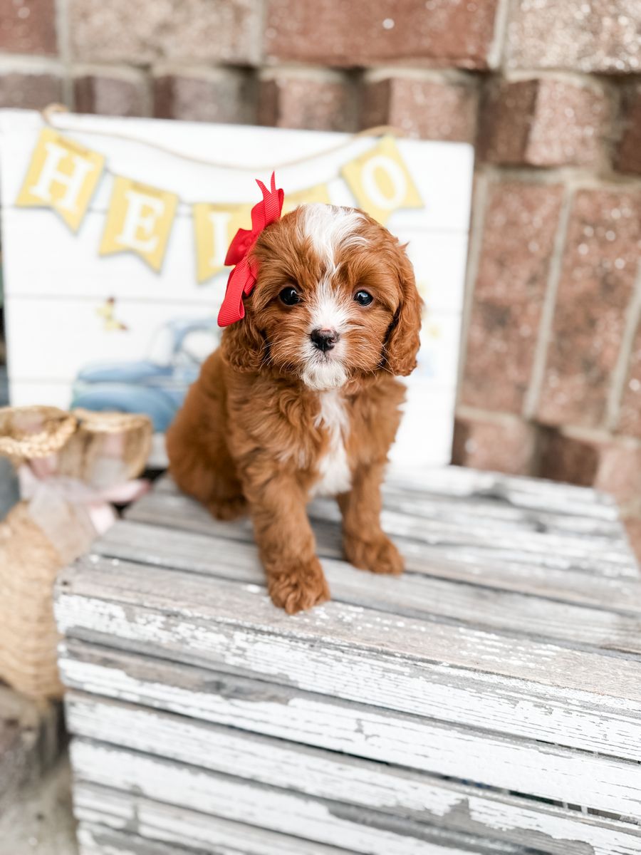 Teacup cavapoo Girl