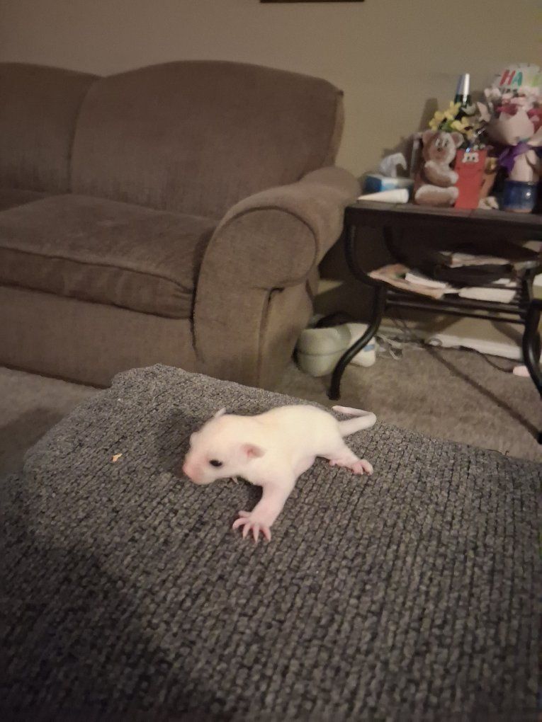 sugar glider baby