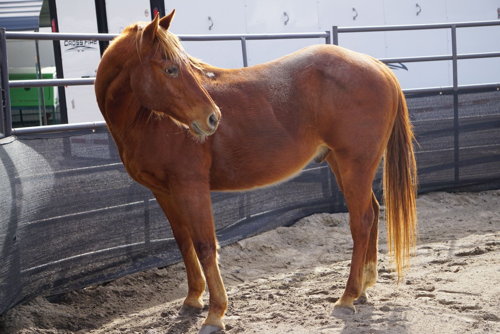 AQHA 14h 19yr Old Gelding