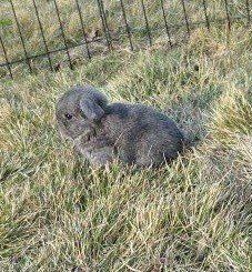 Baby Mini Lop Bunny Rabbits