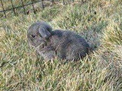 Baby Mini Lop Bunny Rabbits
