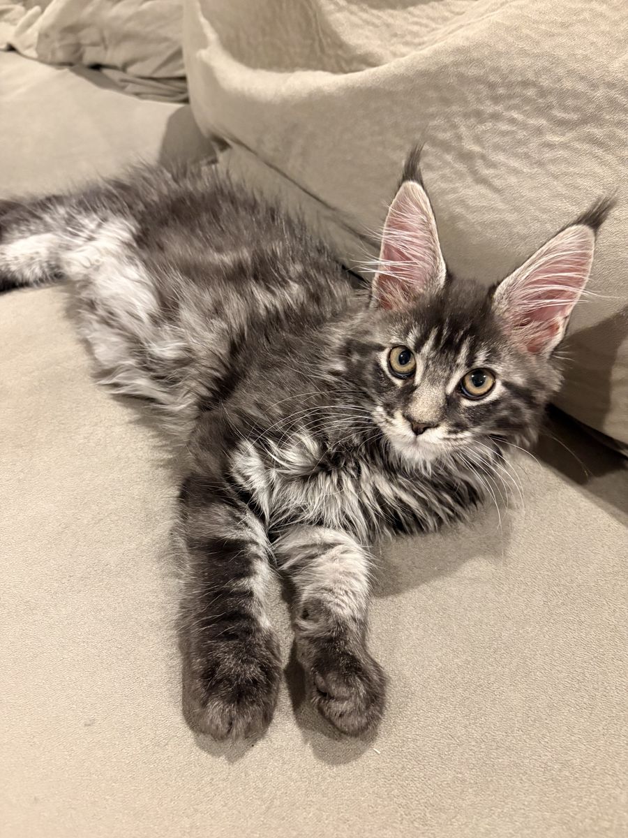 TICA registered European Maine coon kitten