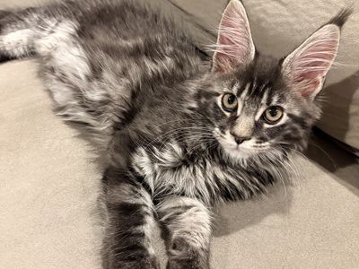 TICA registered European Maine coon kitten