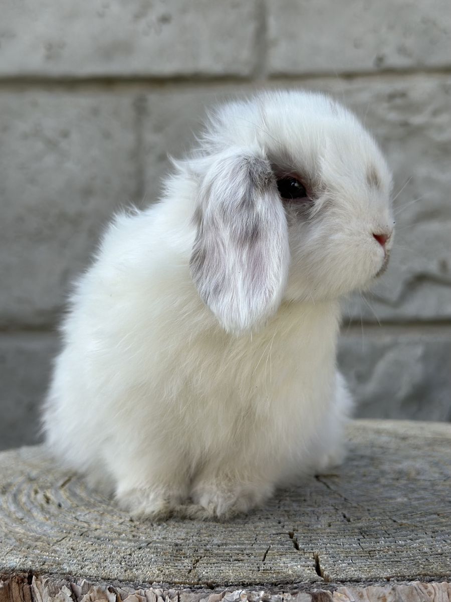Broken Chocolate Holland Lop Baby Boy