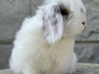 Broken Chocolate Holland Lop Baby Boy