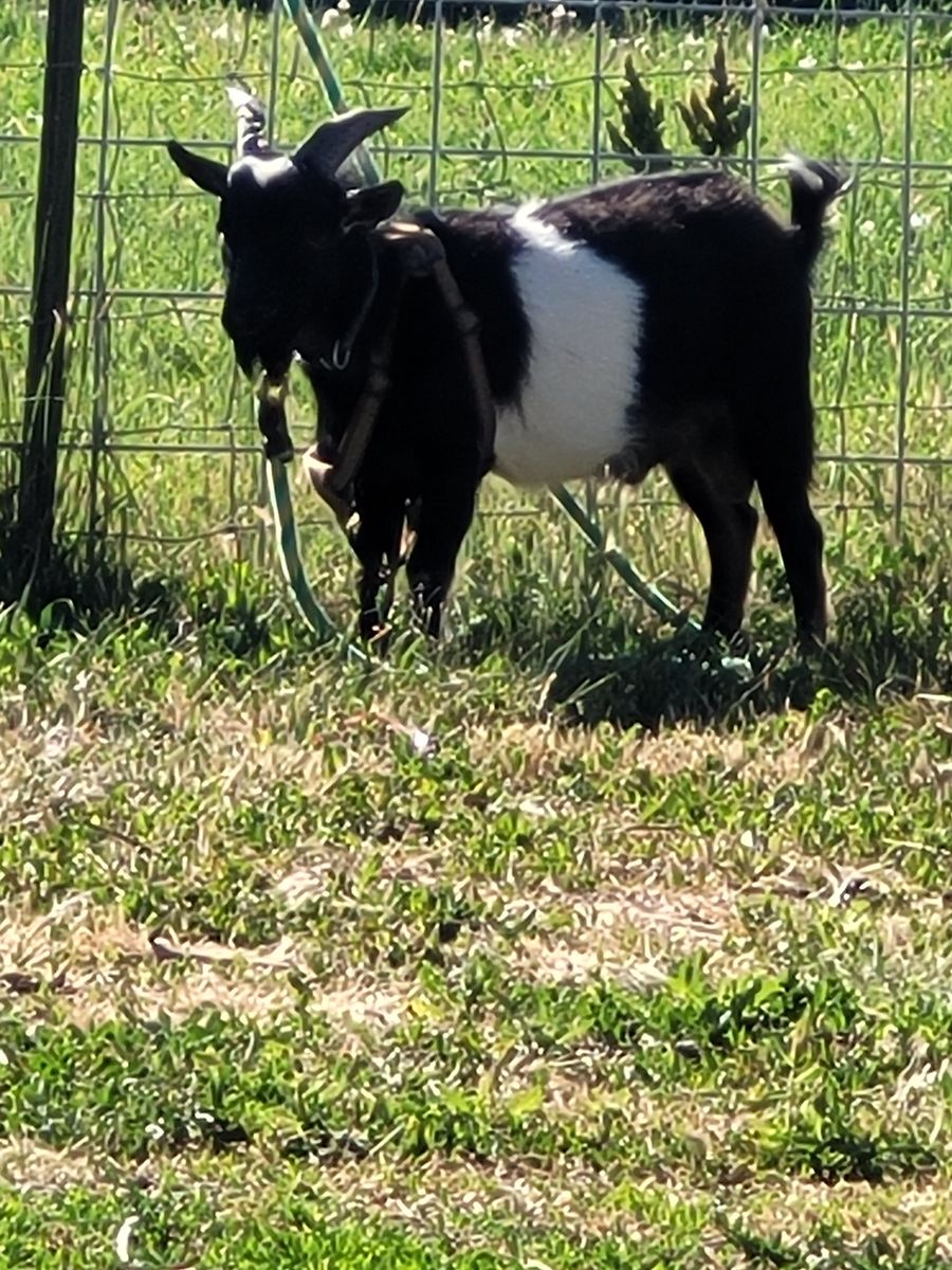 Goat
