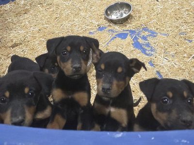 Adorable doberman/mixed breed puppies