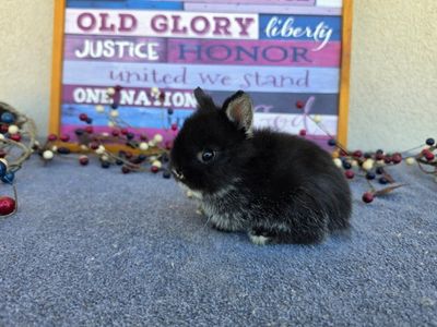 Hoppity Floppity Rabbitry Black Netherland Dwarf Bunny - Adopt a small, friendly rabbit!