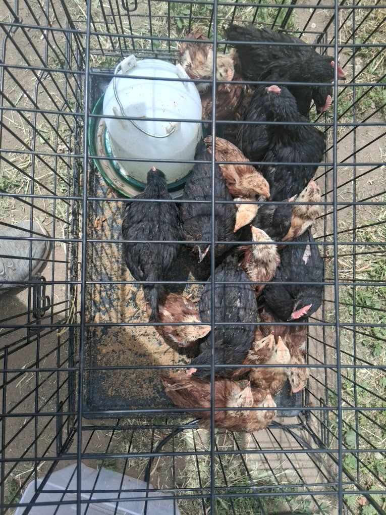 Rhode Island Red and RIR Cross Chicks
